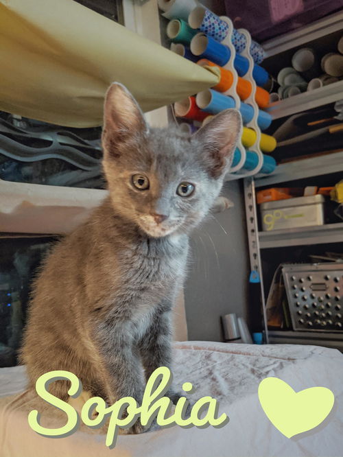 Sophia