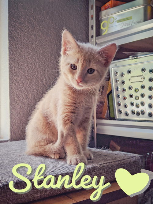 Stanley