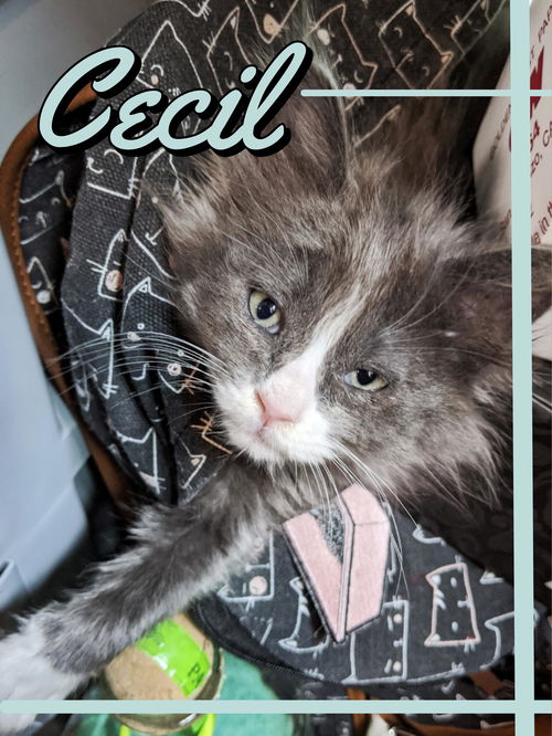 Cecil