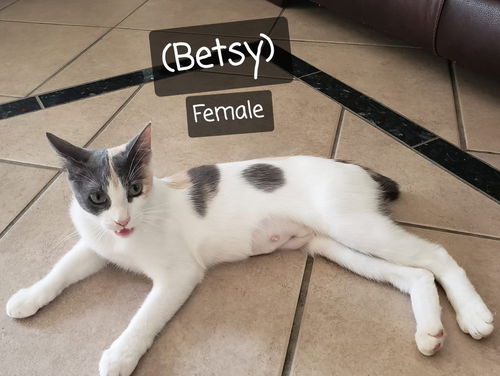 Betsy