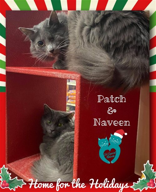 Patch & Naveen