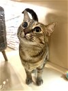 adoptable Cat in brentwood, CA named Taylor
