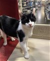 adoptable Cat in brentwood, CA named Ollie