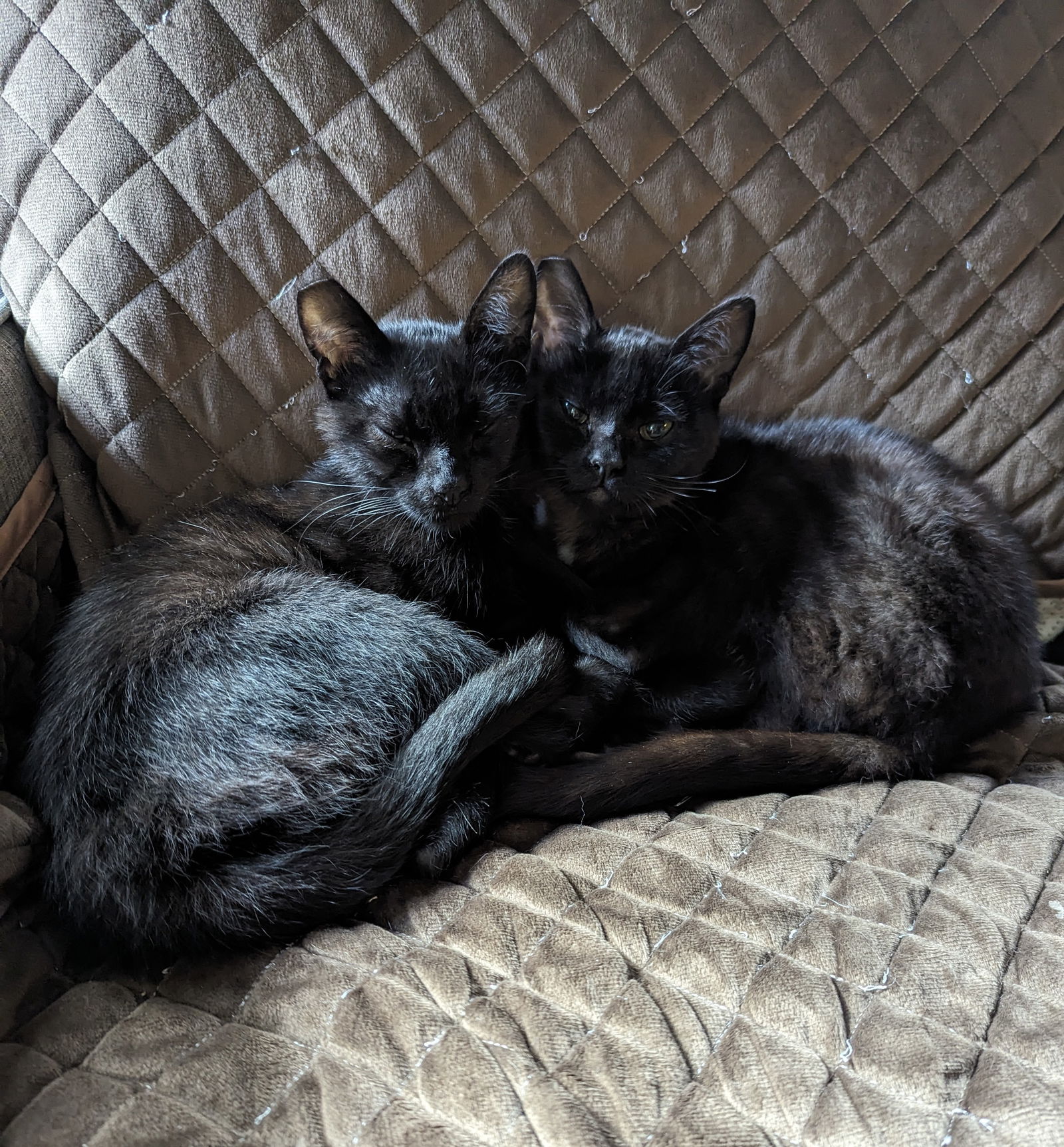 adoptable Cat in Brentwood, CA named Mary and Winifred