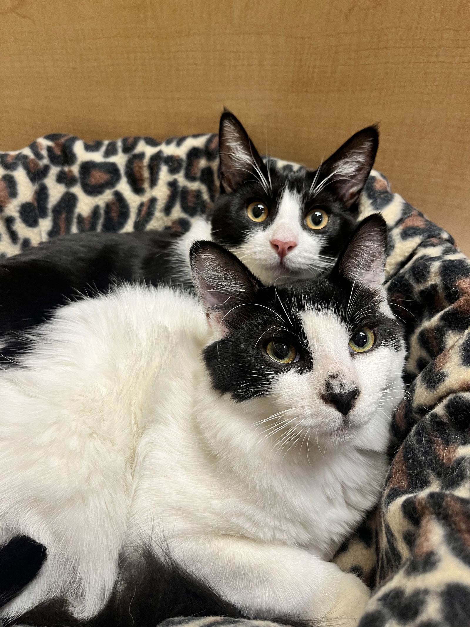 adoptable Cat in Brentwood, CA named Cucumber & Pickle