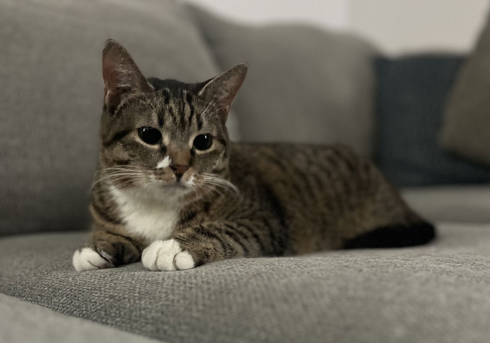 adoptable Cat in Brentwood, CA named Resilience