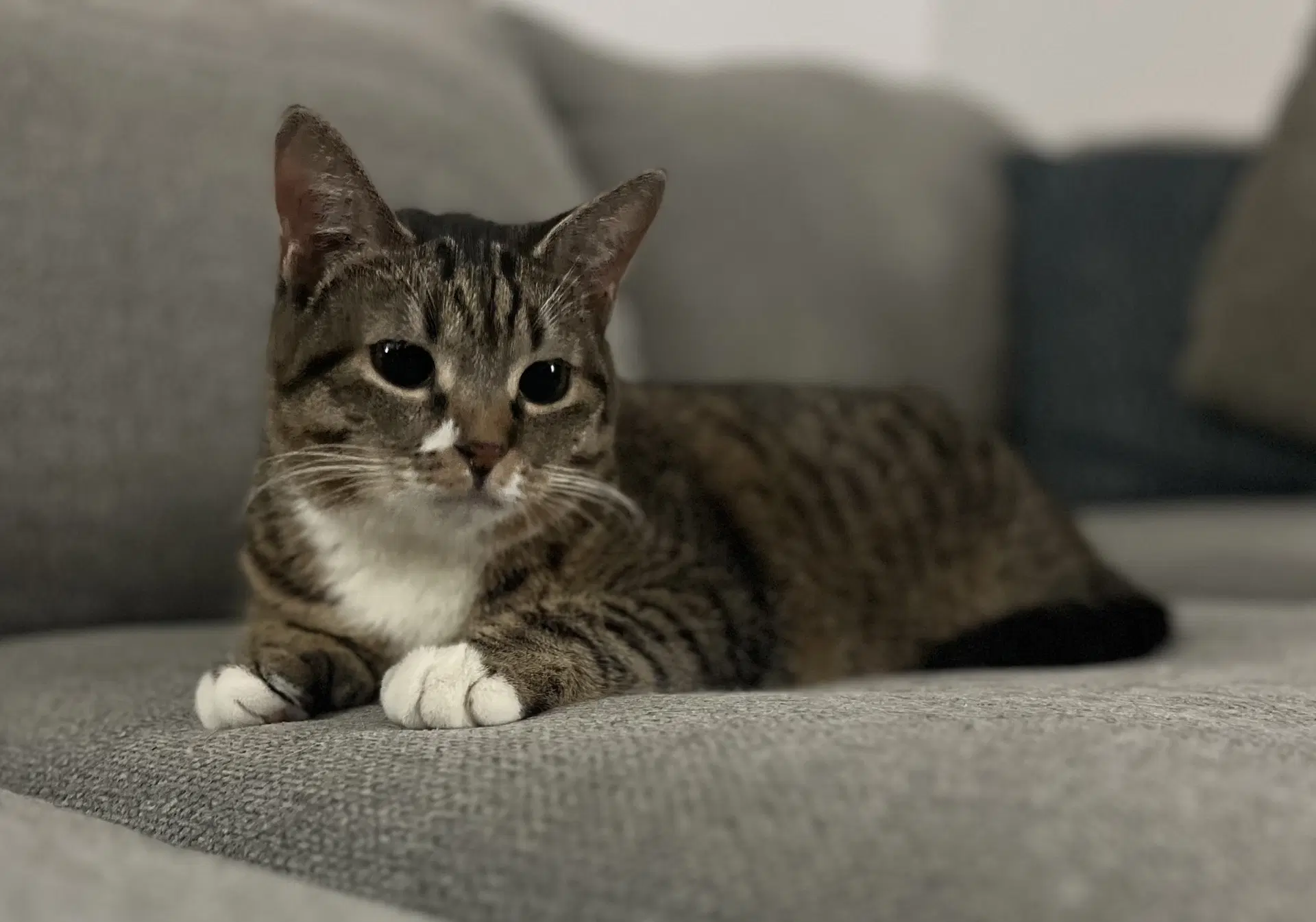 Resilience - Domestic Short Hair