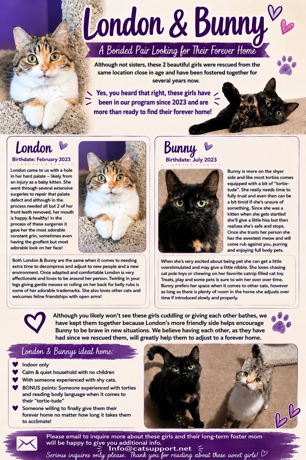 London  Bunny image 4