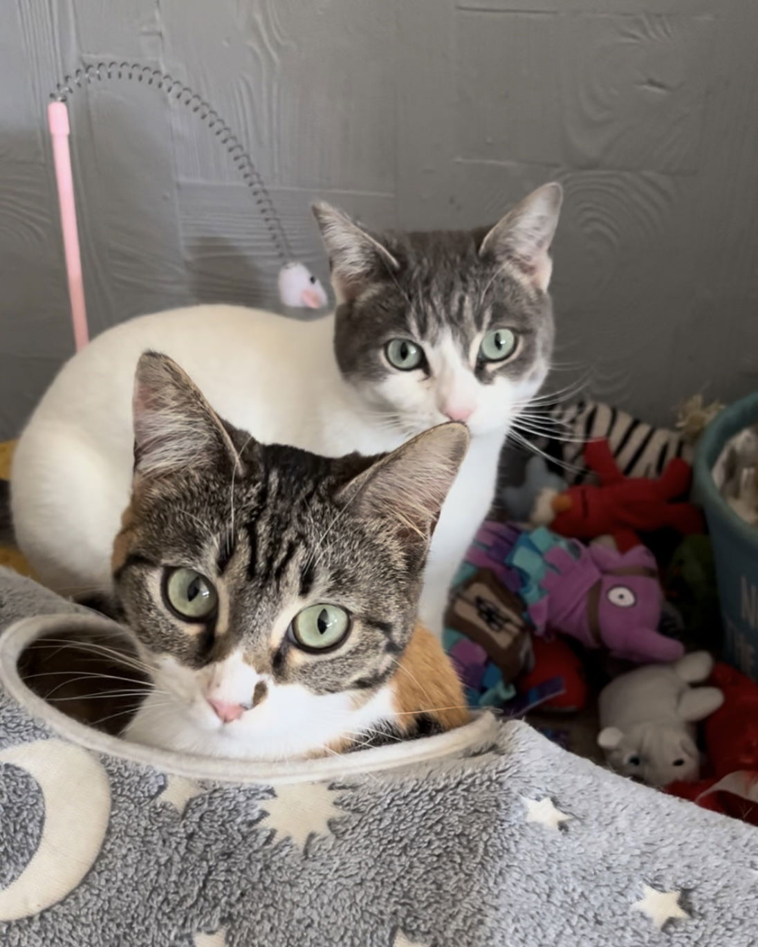 adoptable Cat in Brentwood, CA named Daisy & Lily