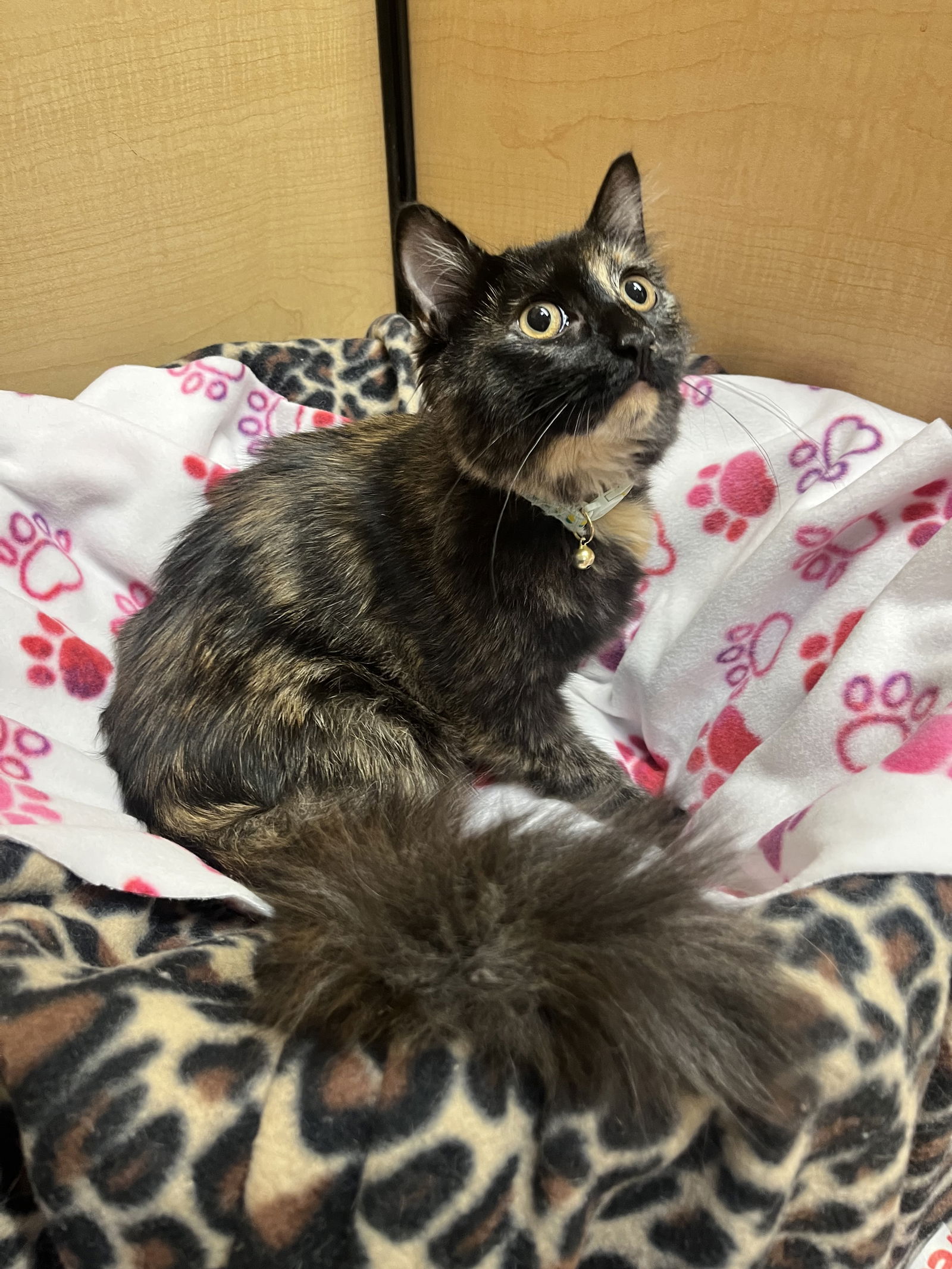 adoptable Cat in Brentwood, CA named Tennessee