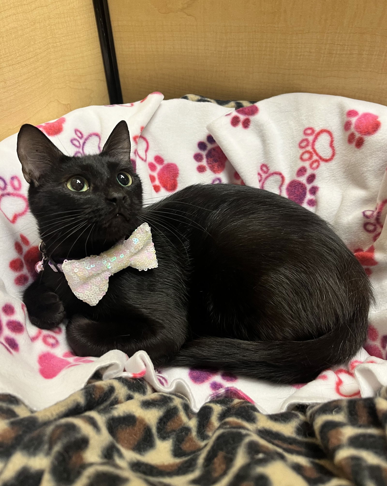 adoptable Cat in Brentwood, CA named Little Bear