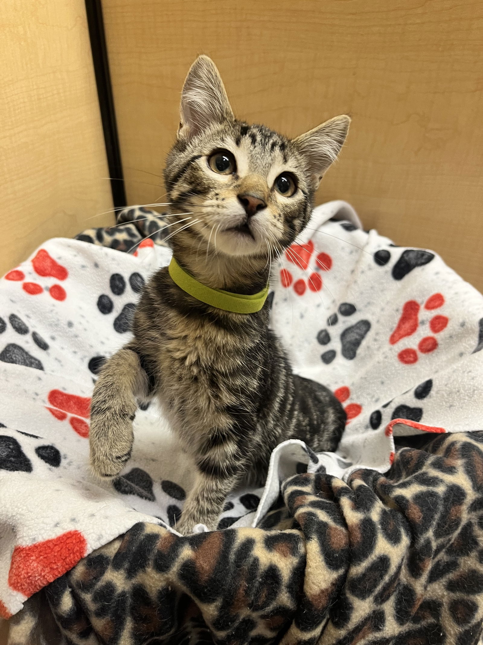 adoptable Cat in Brentwood, CA named Aslan