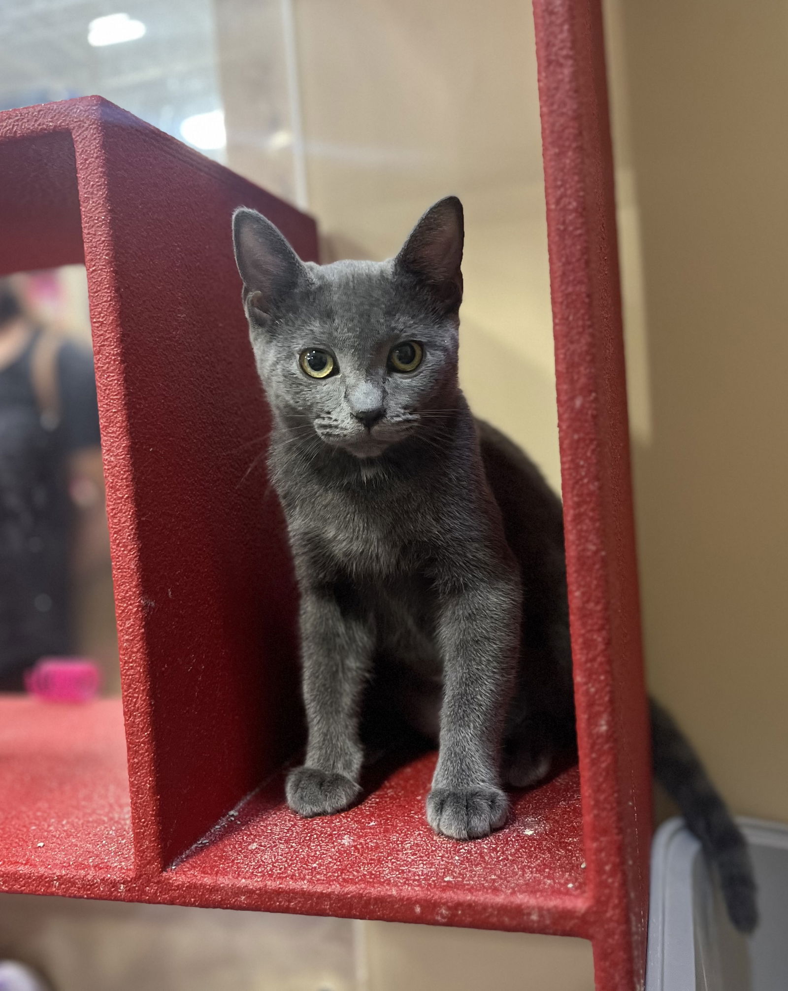 adoptable Cat in Brentwood, CA named Crispin