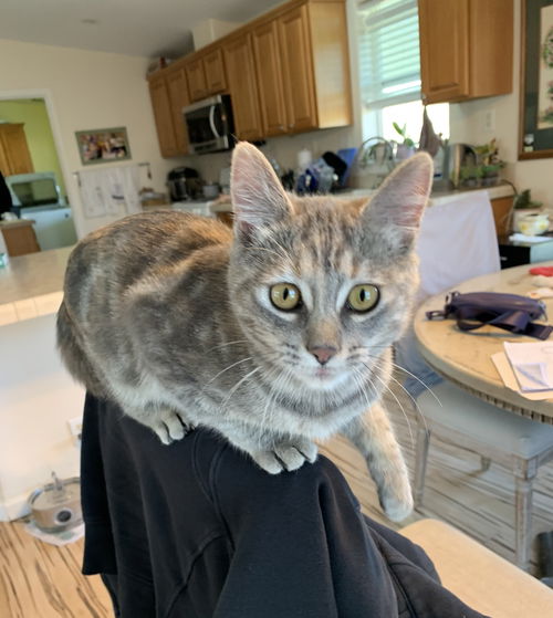 Macie