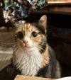 Clementine