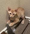 Spokescat