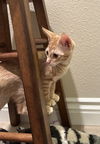 Spokescat