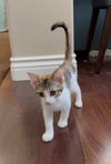 Calico
