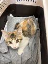 Calico