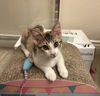 Calico