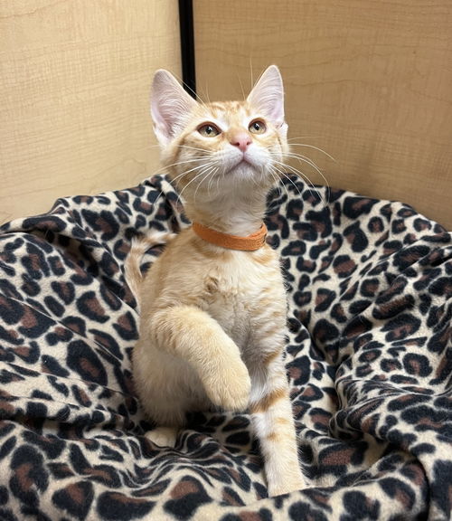 Simba