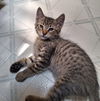 Samantha