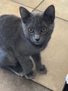Willow