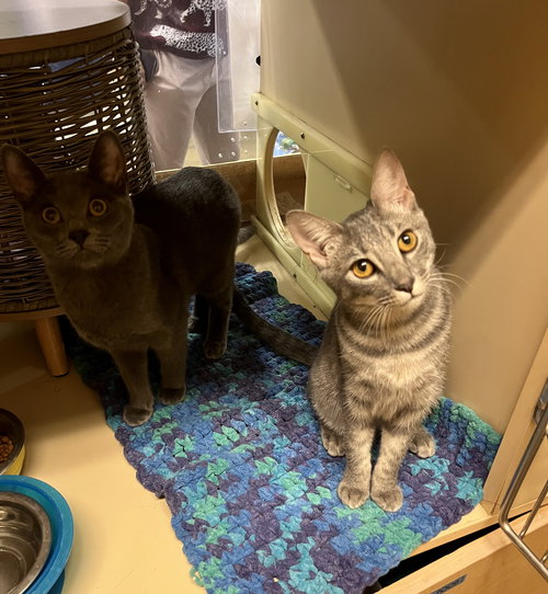 picture of the cat needing adoption