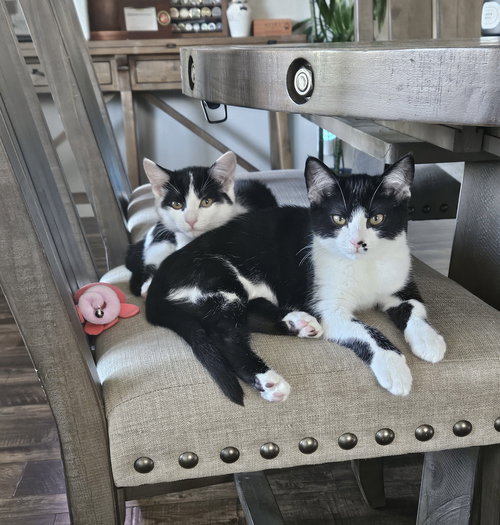 Minnie Meow & Winnifred