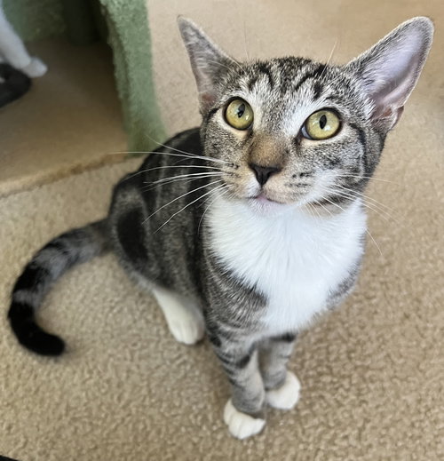 Kiki