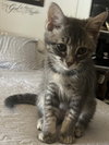 Meli