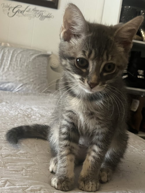Meli
