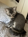 Meli