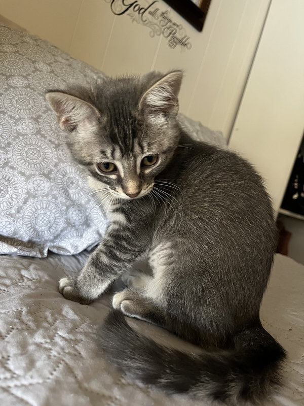 Meli