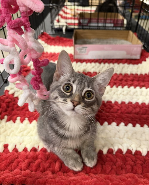 picture of the cat needing adoption
