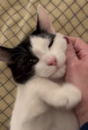 Gizmo aka Oreo