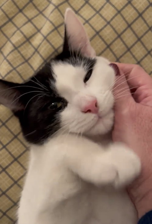 Gizmo aka Oreo