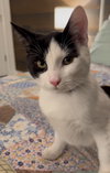 Gizmo aka Oreo