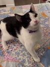 Gizmo aka Oreo