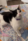 Gizmo aka Oreo