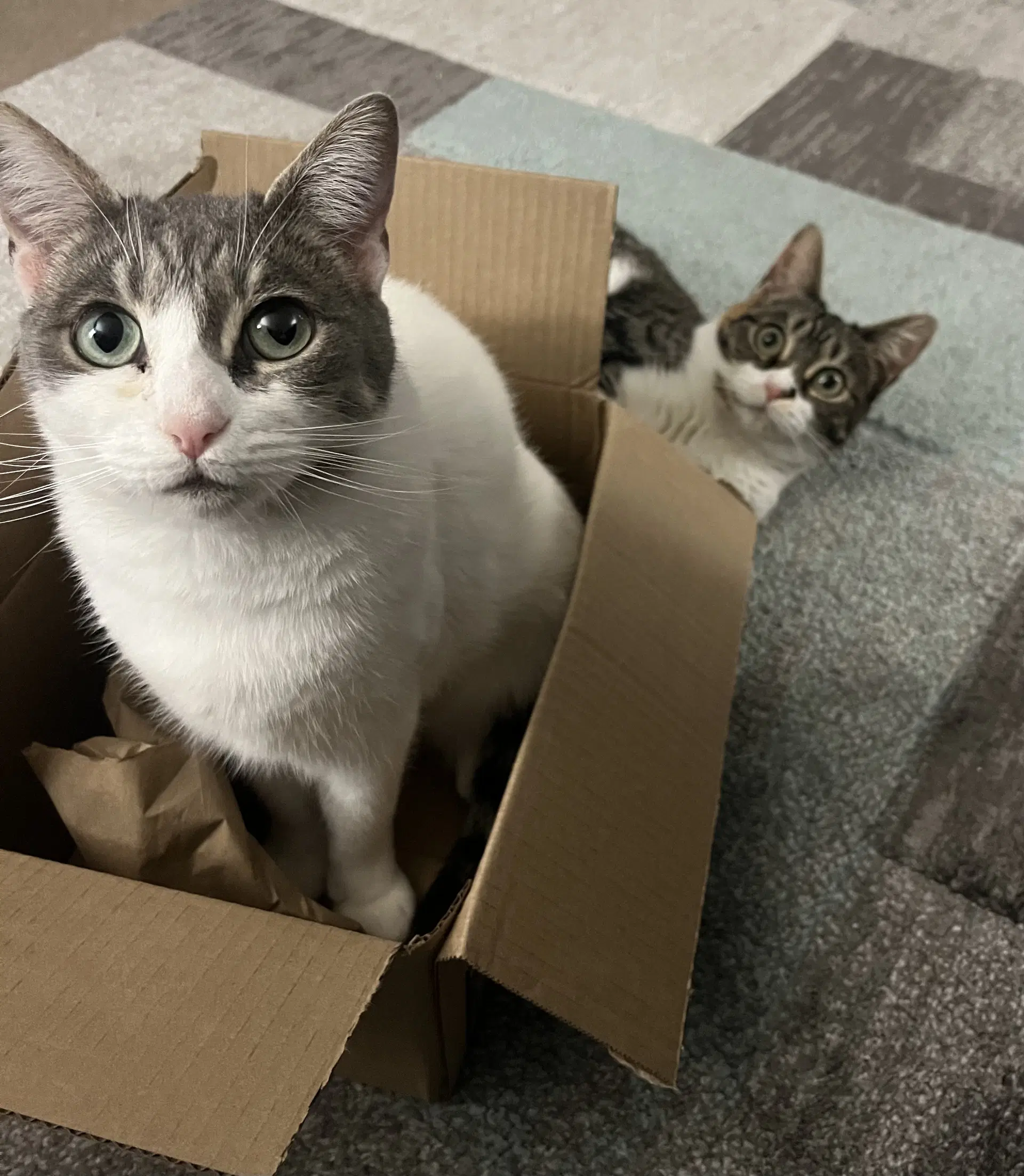 Lily  Daisy - American Shorthair