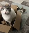 Lily & Daisy