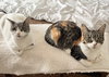 Lily & Daisy