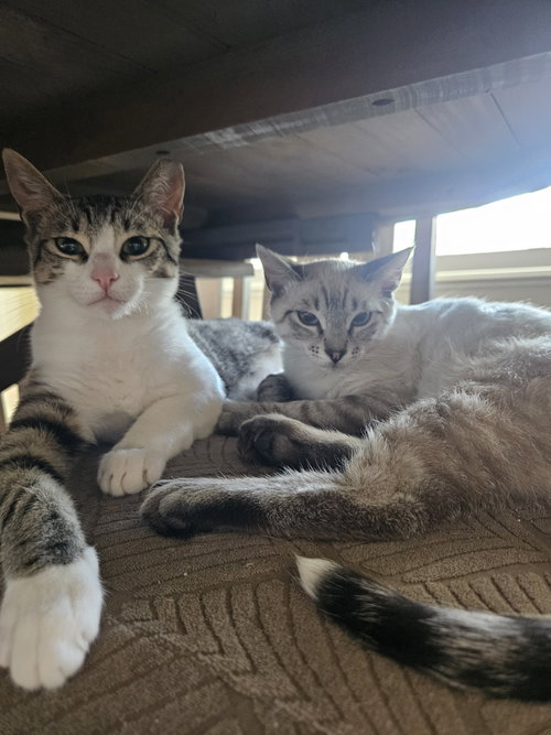 Stefan & Damon, Young Siamese / Domestic Short Hair / Mixed (short coat), cat for adoption in San Rafael, California