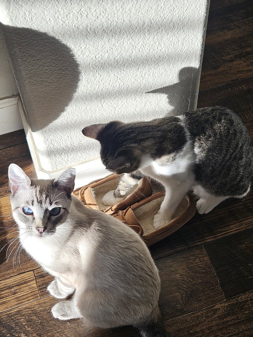 Stefan & Damon, a cat for adoption from Cat Support Network
