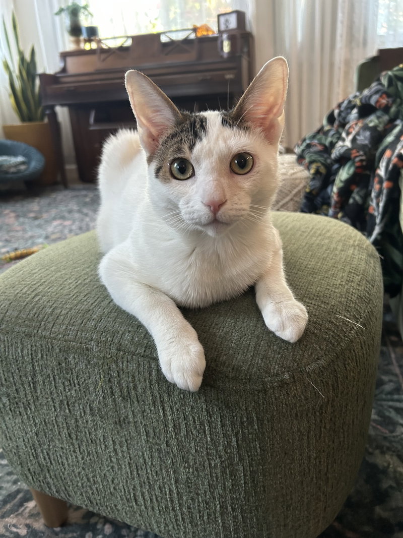 Boo Boo, a young male cat up for adoption