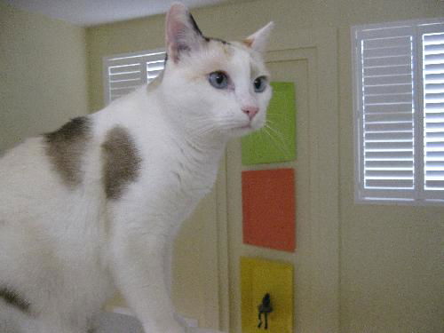 Millicent