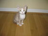 Sparky (aka Stardust)