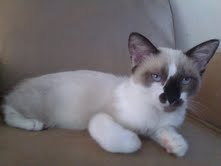 Lily is a baby snowshoe mix!