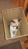 Lily is a baby snowshoe mix!